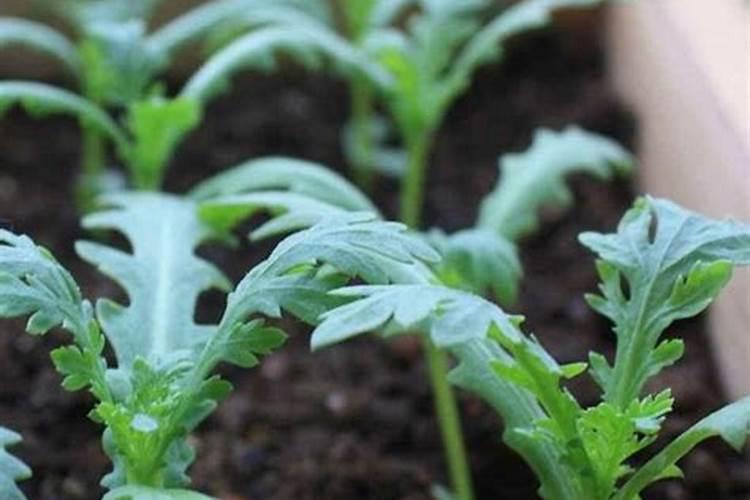 茼蒿施肥用什么肥料