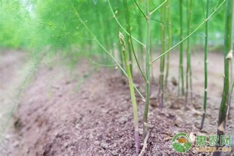 薯类食物有哪些 薯类作物种植方法
