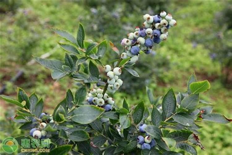蓝莓施肥时间及方法,用什么肥料好