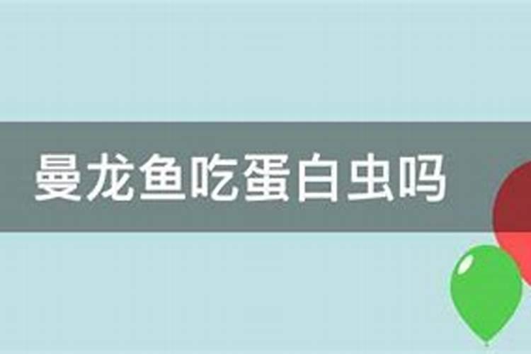 孔雀鱼幼鱼吃什么,喂什么长得快