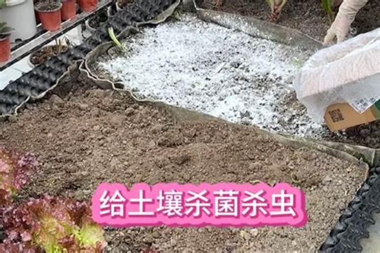 用生石灰消毒注意事项