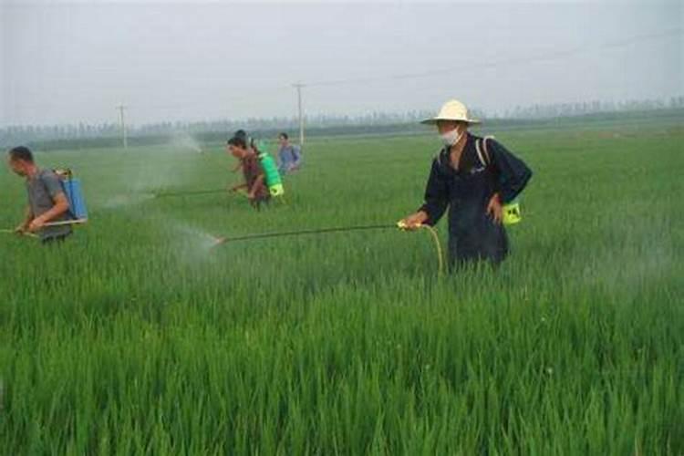 富硒叶面肥怎样喷水稻可以产富硒大米