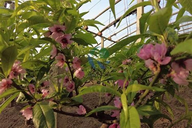 氮肥简易鉴别所涉及的化学方程式？