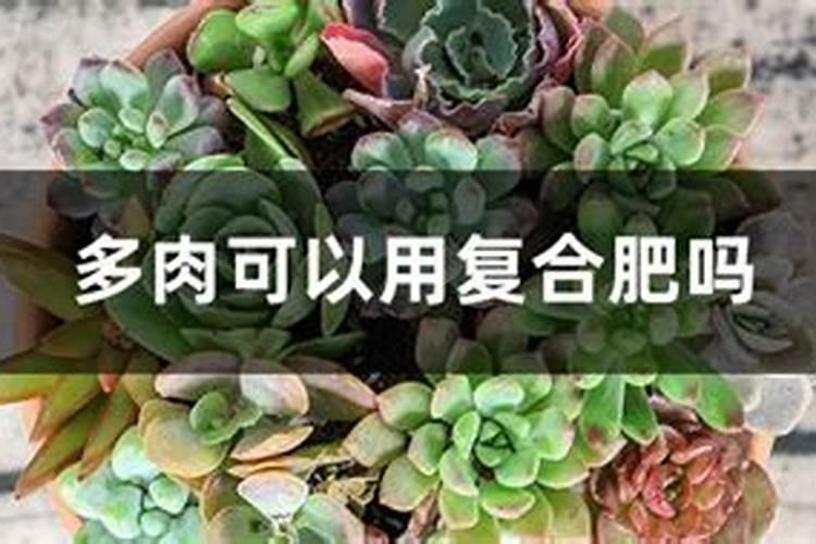 多肉底肥放什么肥好(底肥施用方法)