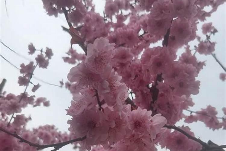 纸灰可以做肥料吗 废纸烧灰做花肥的使用方法