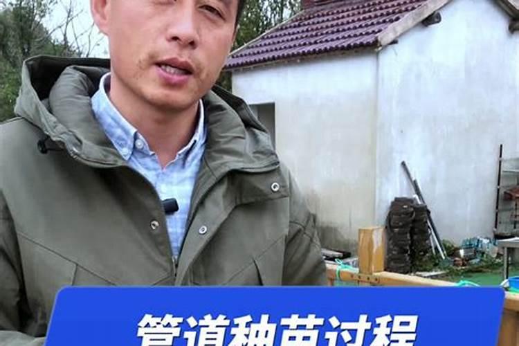菜园子种植黄瓜,不用化学肥怎么才能高产？