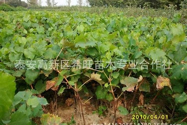 好点的葡萄叶面肥有哪些