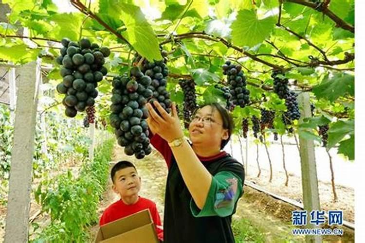 葡萄要施什么肥