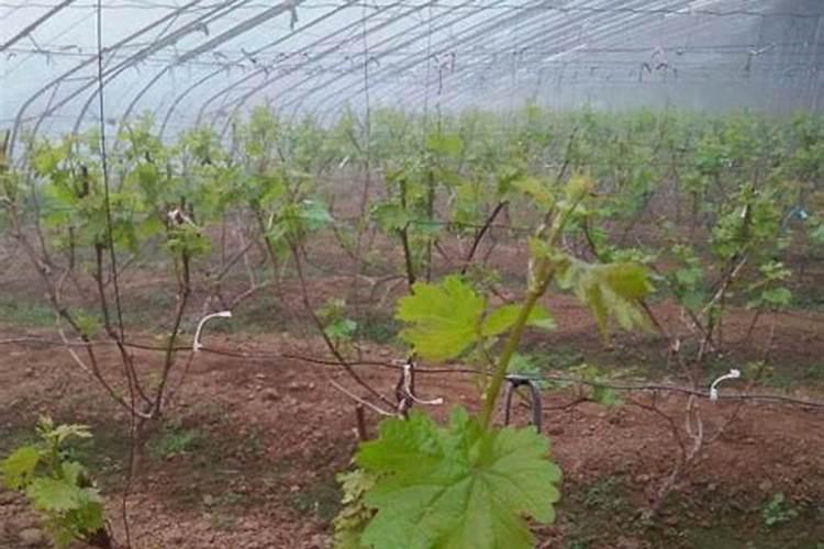葡萄生长期用哪种肥料合适？葡萄增甜专用叶面肥怎么用？