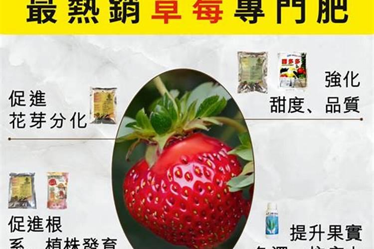草莓花芽分化施什么肥;草莓怎么促进花芽分化