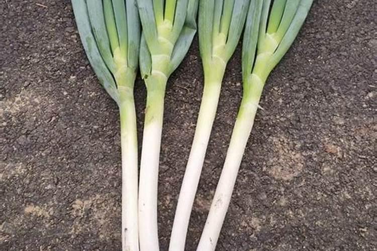 大葱用哪种水溶肥长势好？大葱专用增产叶面肥料？