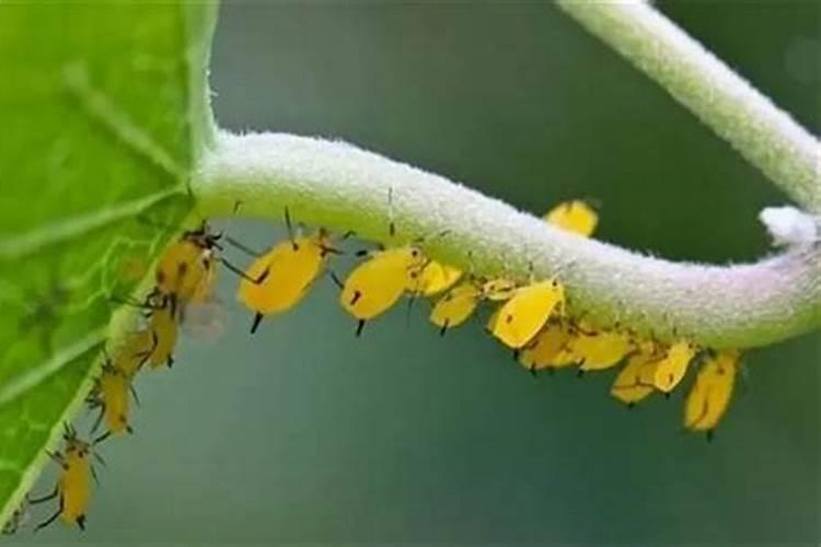 连翘花怎么收集和晾晒,怎么食用