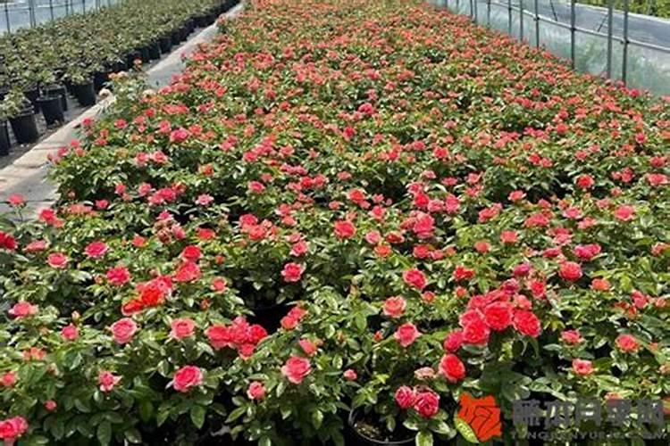 刚发芽的月季可以施肥吗？夏天月季发芽怎么施肥