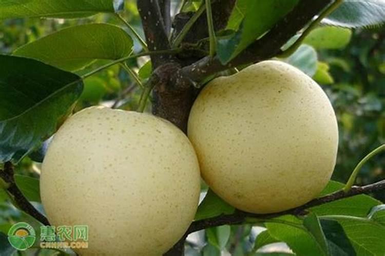 梨树花期打钼打硼好吗？