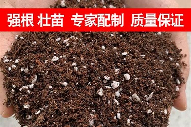 养多肉都需要什么样的肥 多肉施什么肥