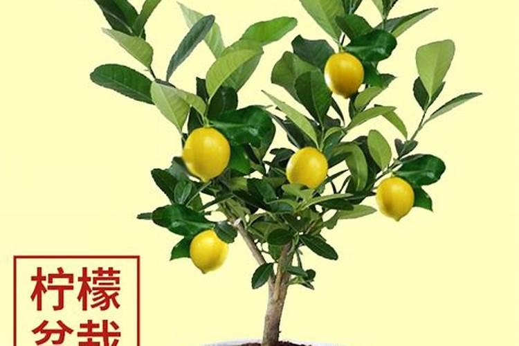 柠檬树底肥放什么肥好(底肥施用方法)