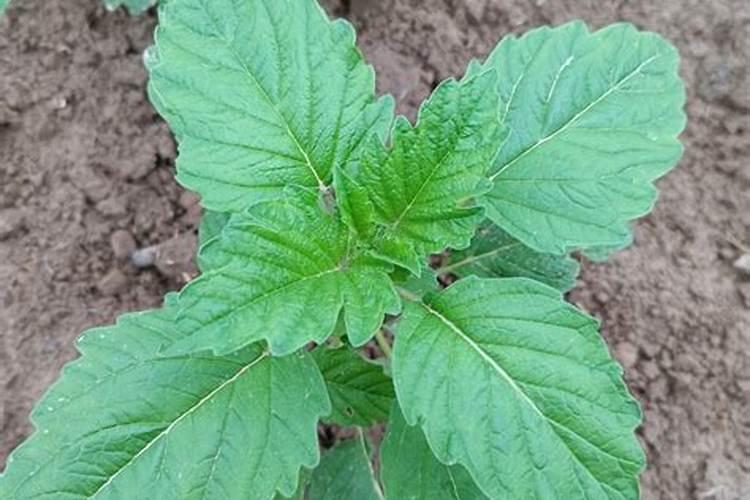 种芝麻用什么肥料