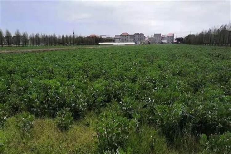 用了奥绿肥还需要定期施肥吗