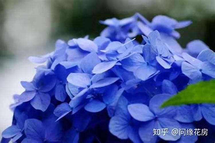 怎样使绣球花变颜色？