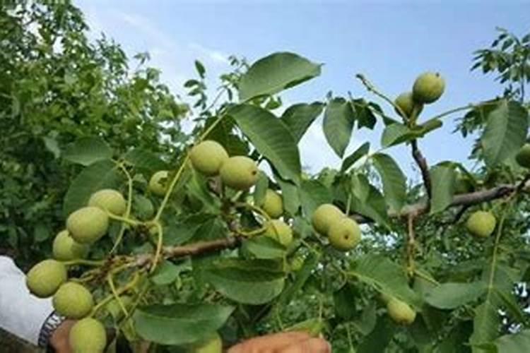 为什么草木灰是一种好钾肥？在施用时要注意哪些问题？