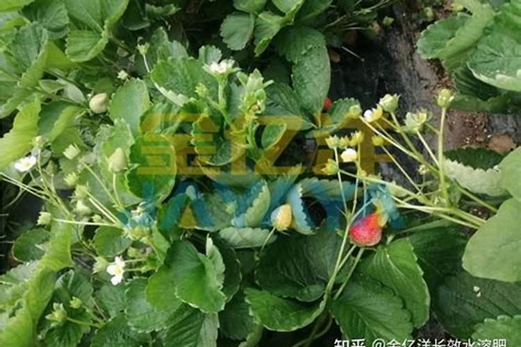 玉树如何施肥