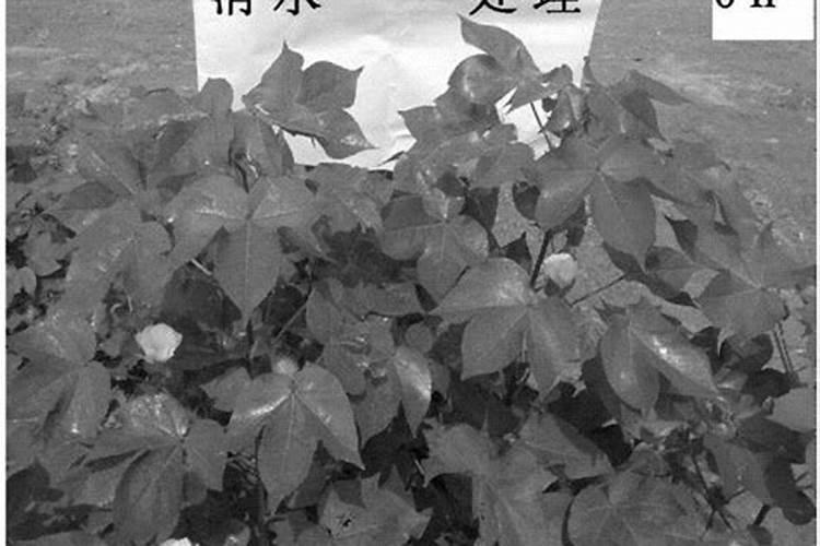 棉花打什么叶面肥好