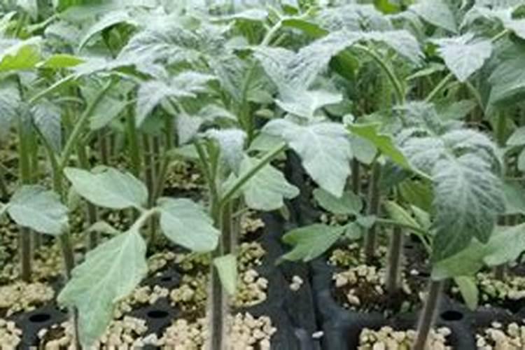 蔬菜苗种多久施肥 蔬菜苗长多久后施肥最合适