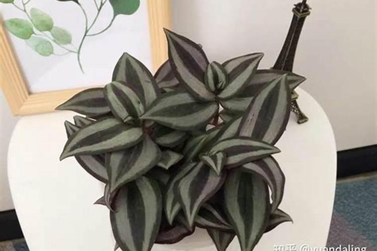 大棚阴天下雨可以打叶面肥吗？