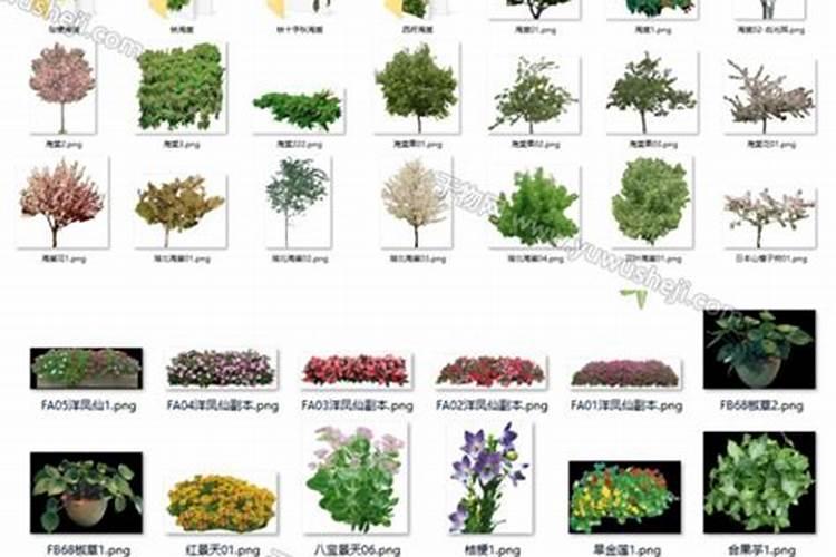 观叶植物专用肥料是什么