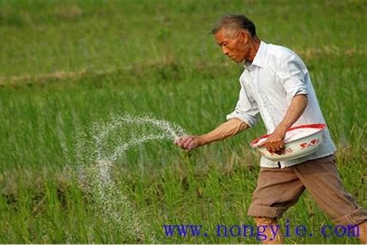 豌豆施肥方法和注意事项 豌豆施肥方法和注意事项有哪些
