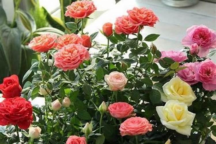 冬天月季花可以施肥吗(盆栽月季花冬季该施什么肥)