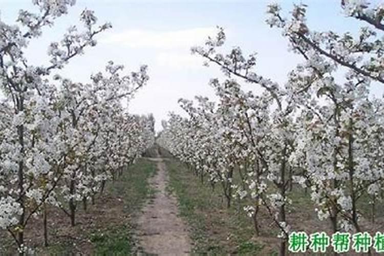 梨树怎么样追肥