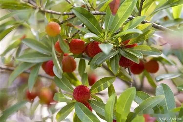 杨梅树施什么肥料好？