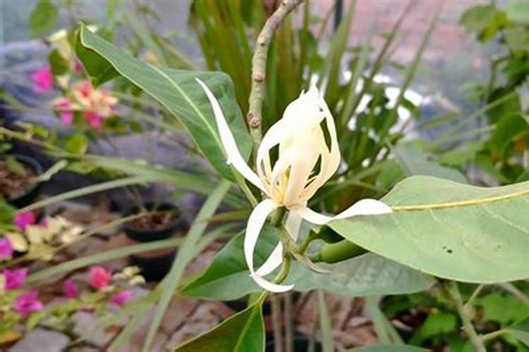 白兰花施什么肥料最好