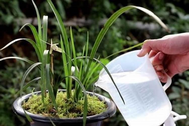 白兰花最佳施肥时间介绍 白兰花什么时候施肥
