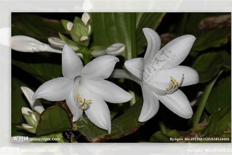 白兰花用什么肥料 怎么用