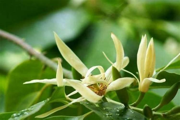 白兰花秋天怎么养