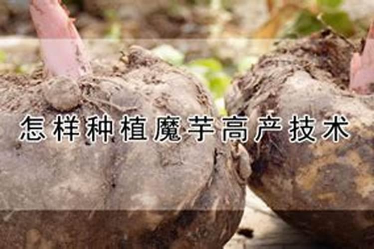 种魔芋用什么肥料好
