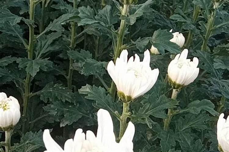 菊花的养殖方法