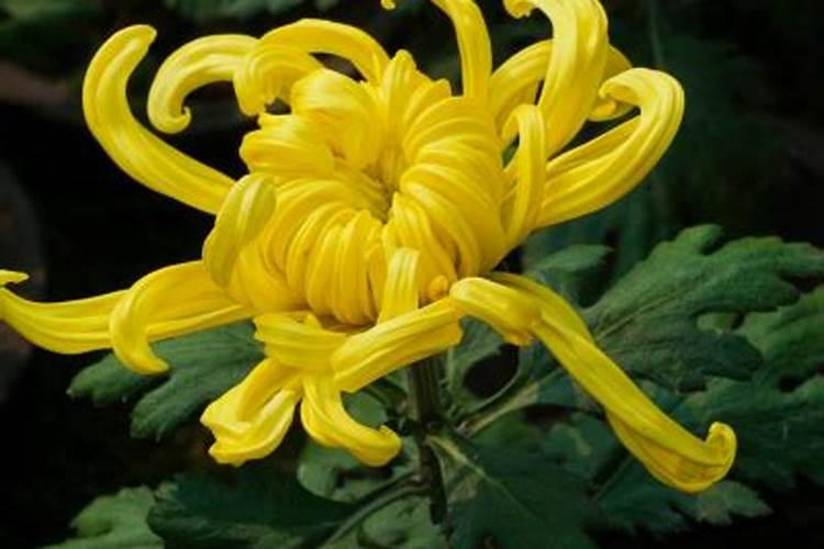 菊花怎么施肥