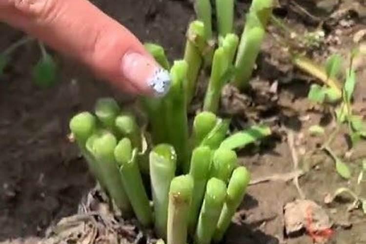 老韭菜收割后怎样管理