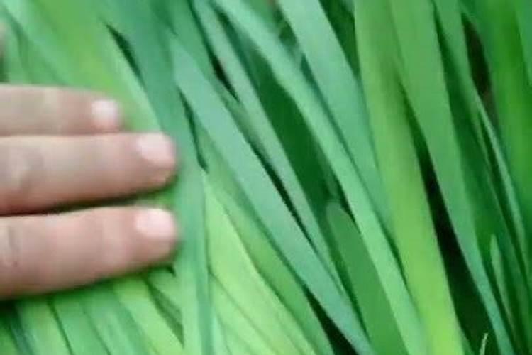 汽灯的工作原理是什么？