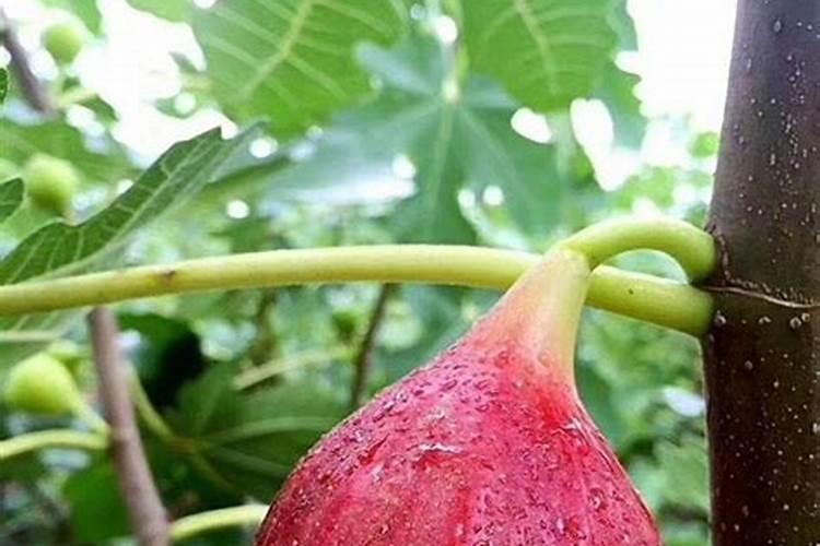 无花果施什么肥好