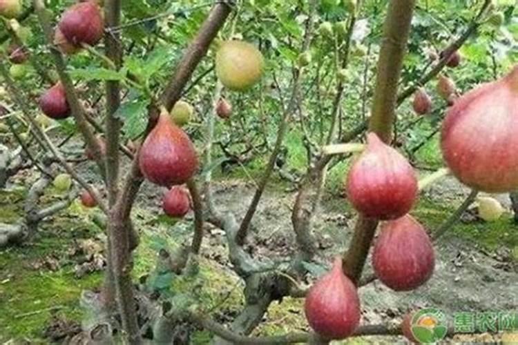盆栽无花果结果期施什么肥