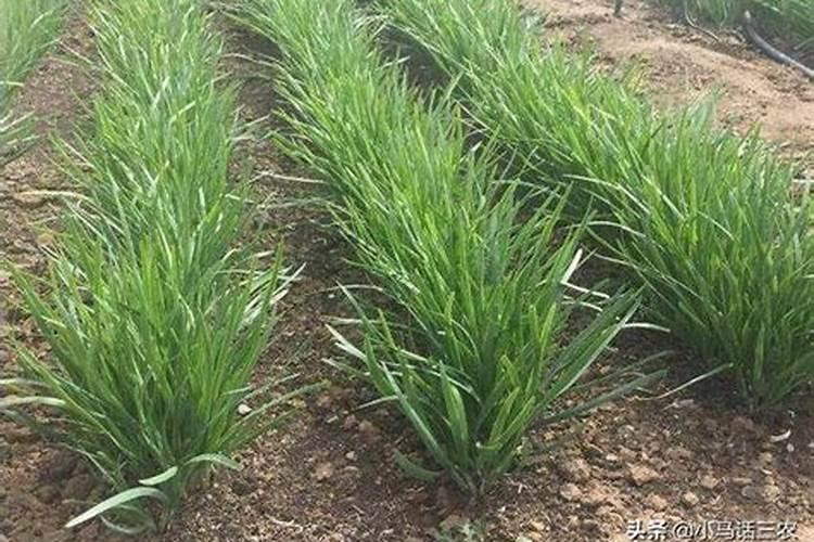 韭菜收割后需要施肥吗什么时候施