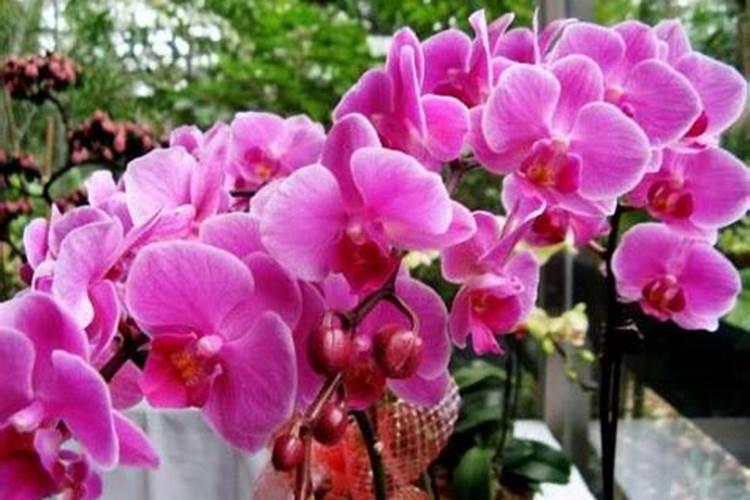 正在开花的蝴蝶兰需要施肥吗