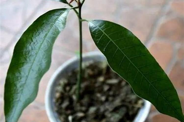 苹果树开花时施什么肥苹果树花前施什么肥好