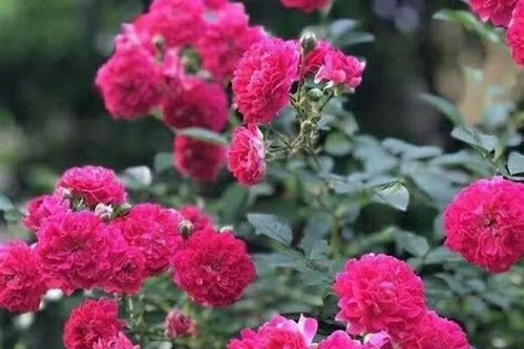 红木香养殖方法和注意事项