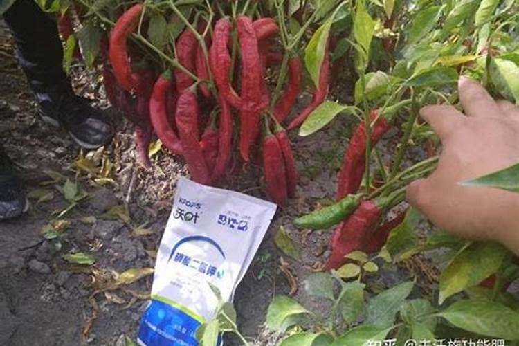 种植辣椒的水肥如何管理(辣椒盛果期怎么浇水施肥)