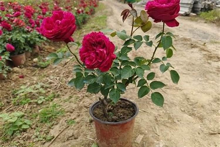 月季花怎么养才能养得好